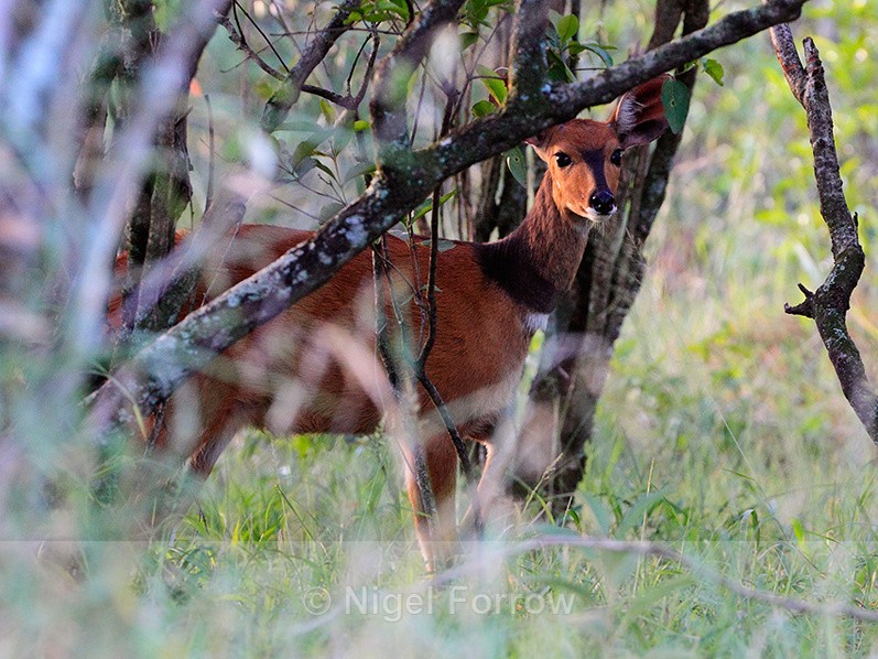 Bushbuck hiding in bushes in the Masai Mara - Antelope