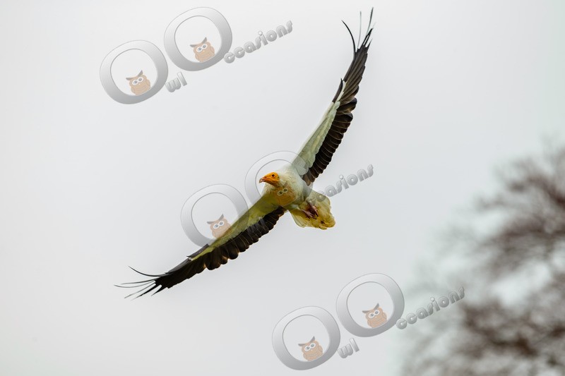 egyptian vulture Neophron percnopterus-8943 - BoP from around the world