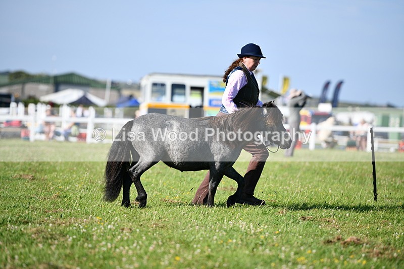 DSC_5519 - Class 49: NPS Shetland Youngstock