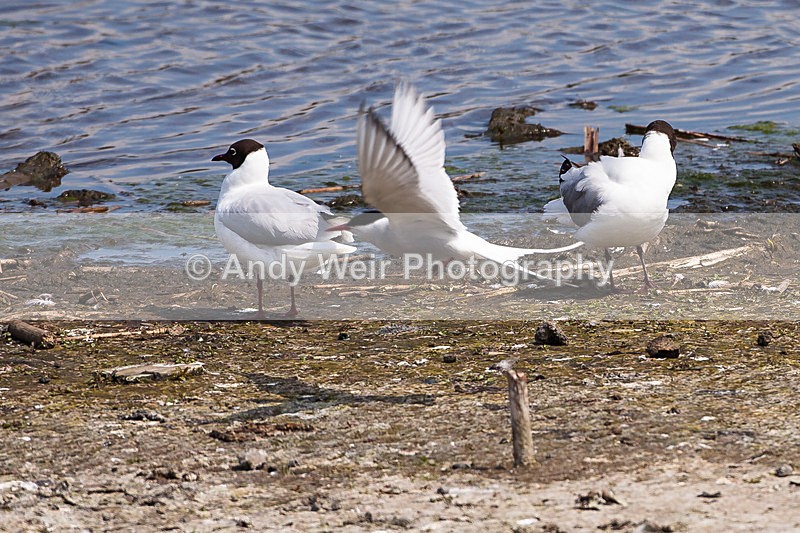 20130526-_MG_3552 - Gulls