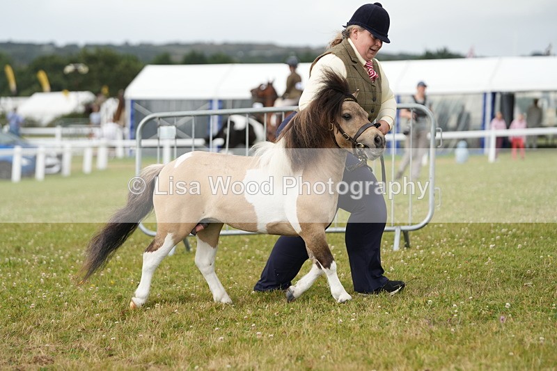 DSC04555 - Class 46: NPS Shetland Youngstock