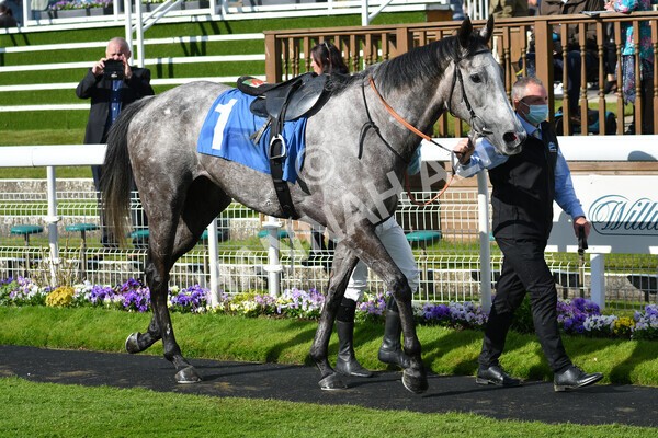 yr22052021r7-57 - Race 7 5.25pm Hudson Quarter York Palace Capital Stakes - Gentleman Amateur Riders Race