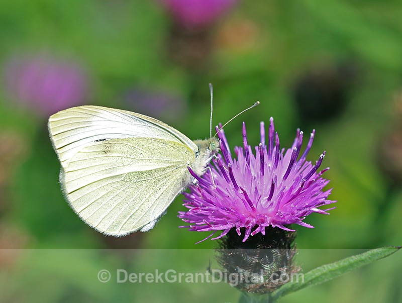 Pieris rapae - Butterflies & Moths of Atlantic Canada