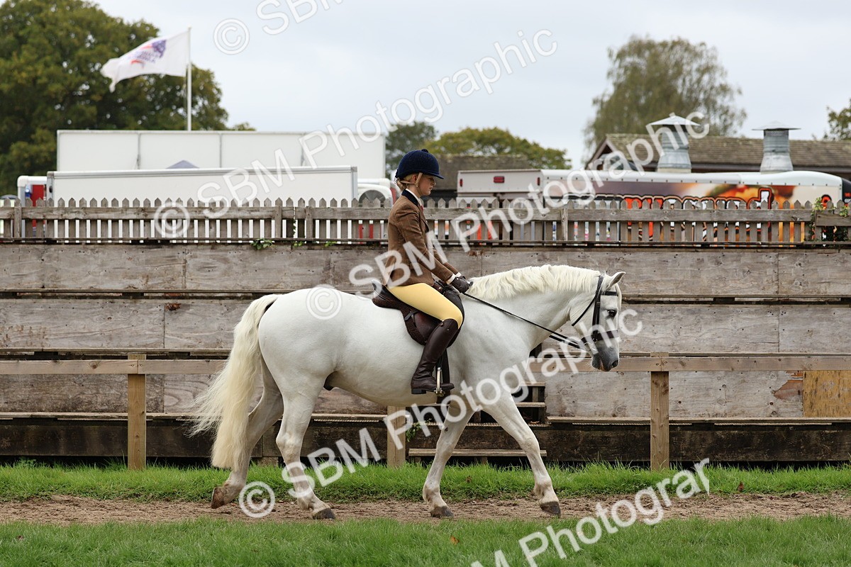 SBM_69531 - S62 - Mountain & Moorland Ridden Large Breeds