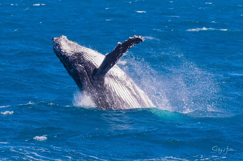 0A3A4396 - 2024 Hervey Bay Whales