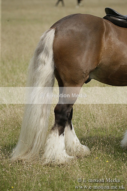 B230619-0463 - Bourne Valley Riding Club Summer Show 23/06/19