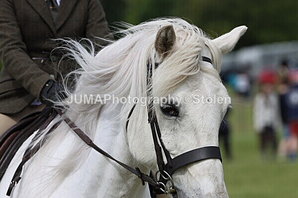 IMG_2718 - Working Hunter