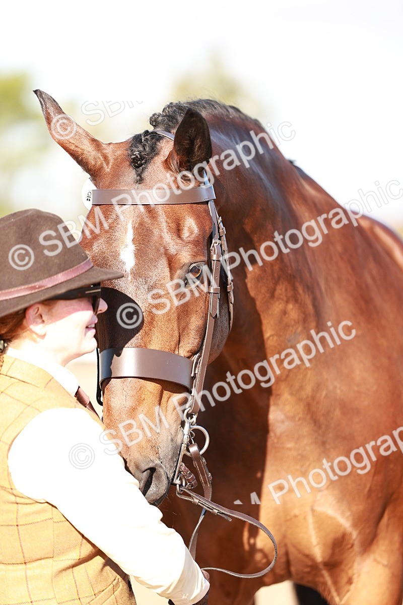 SBM_11228 - Class 401 - IH  Veteran horse