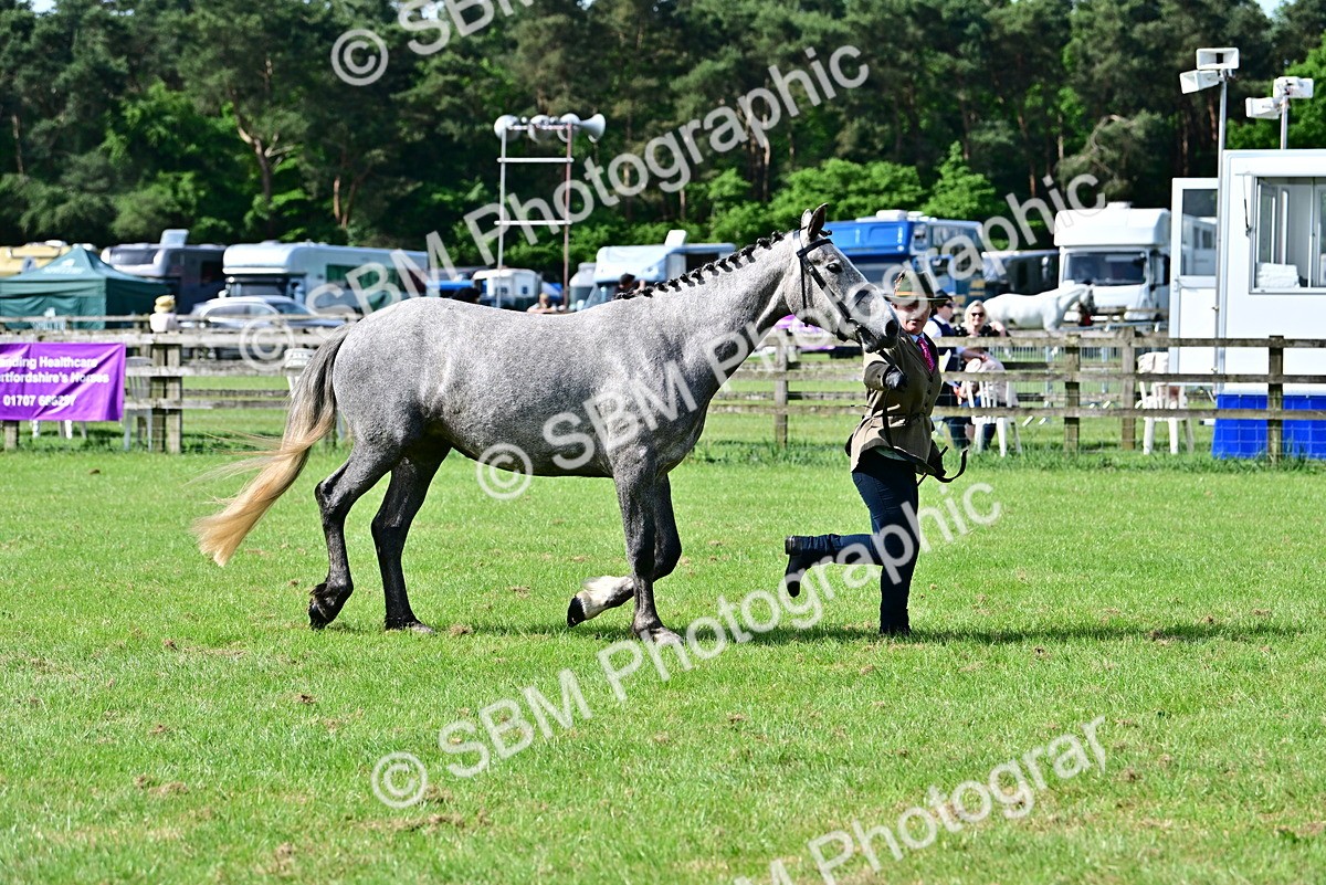 SBM_03340 - Class 50 - 54 Light Horse Breeding