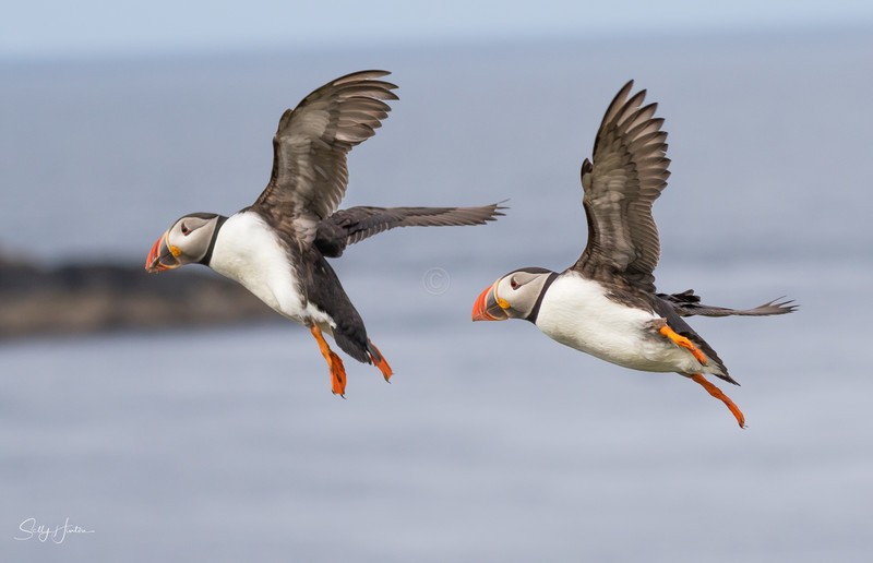 Puffen Flying 5 - Puffins