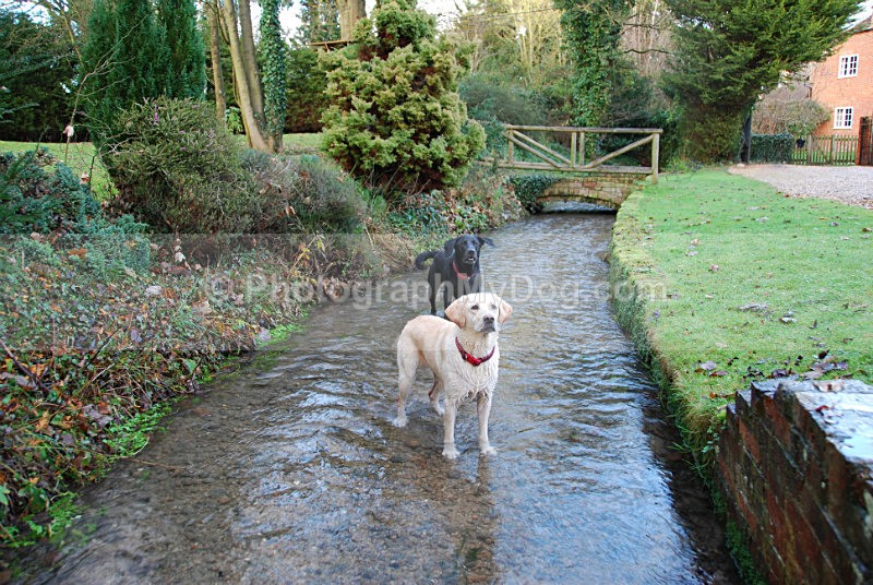  - Yellow and Black Labradors