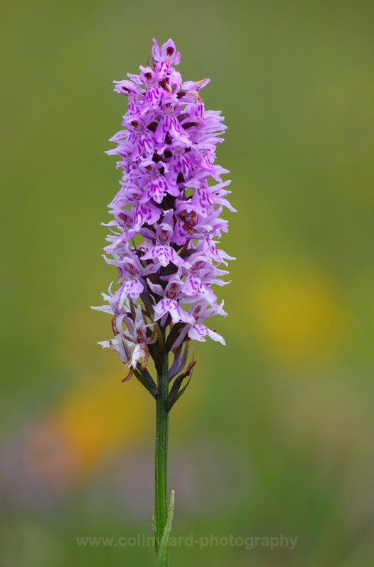 Common Spotted Orchid               ref  0845 - macro and nature.