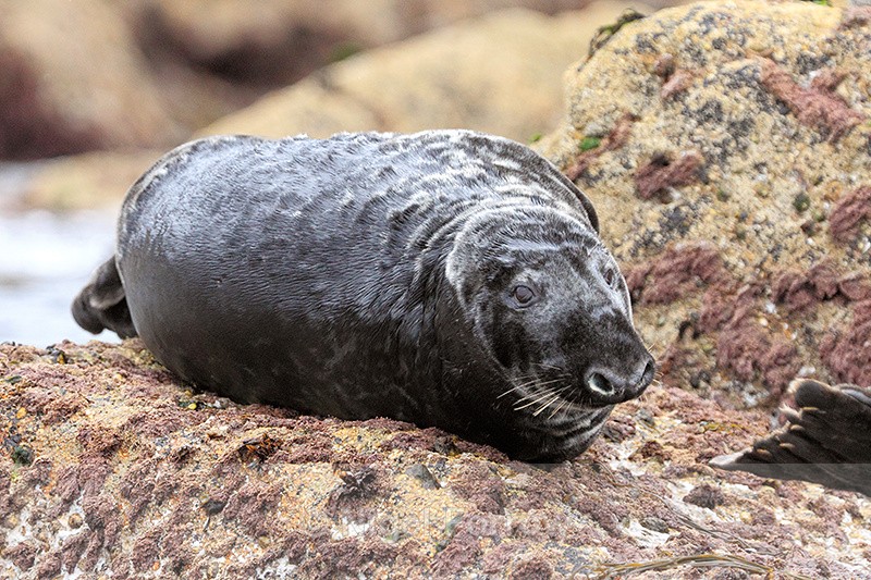 Grey Seal (male) laying on rocks, Isles of Scilly