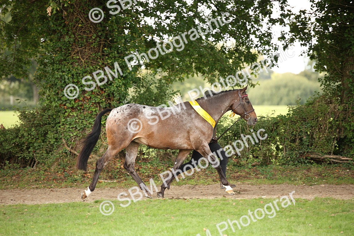 SBM_62910 - In Hand Horse Supreme Championship