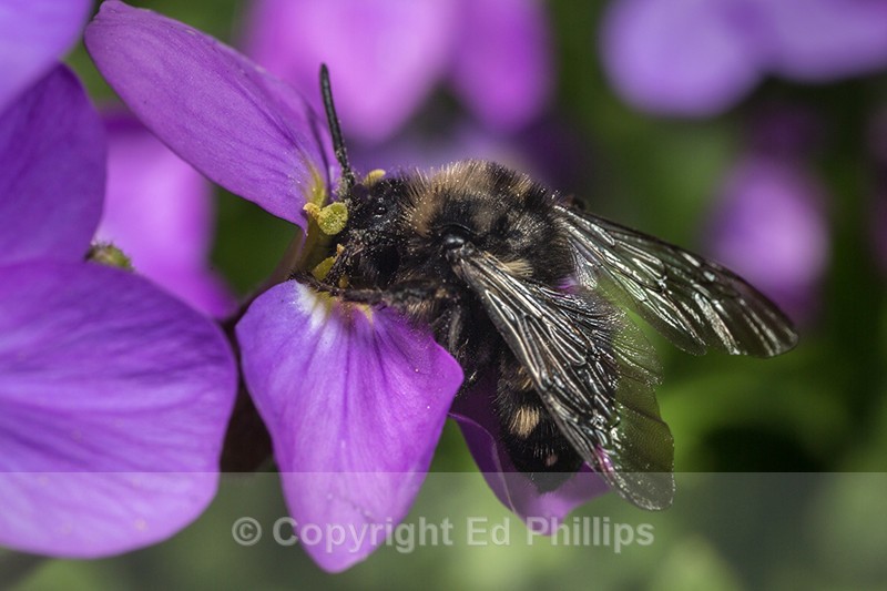 Melecta albifrons - Melecta albifrons