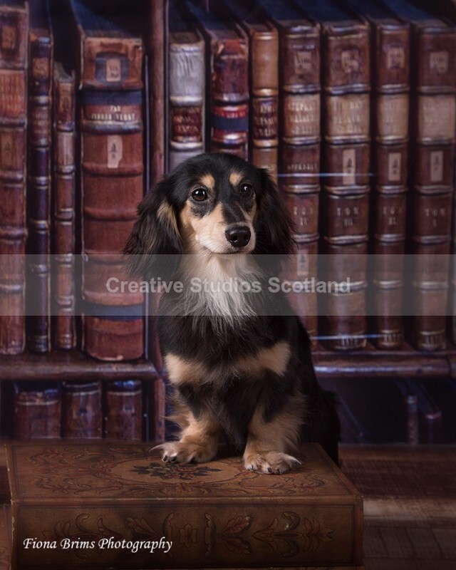 dogs-75 - Animal Portfolio