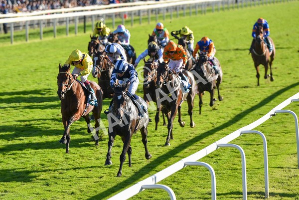 141023-Race 5-Certain Lad-1339 - Race 5 3.35pm Coral Racing Bet Bundles Handicap