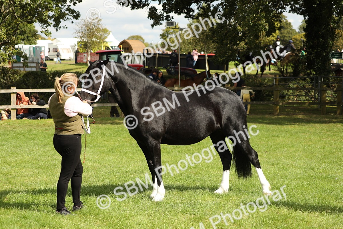 SBM_65409 - S47 - Mountain & Moorland In Hand Large Breeds