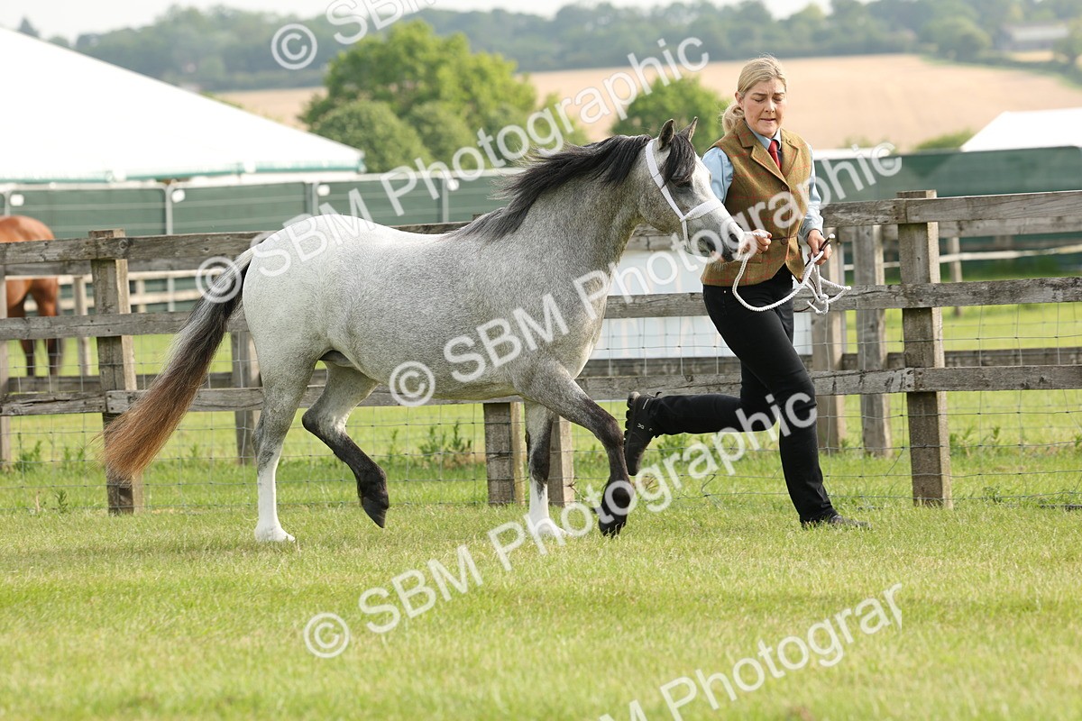 SBM_00404 - Class 6-13 - Mountatin and Moorland In Hand Welsh Breeds