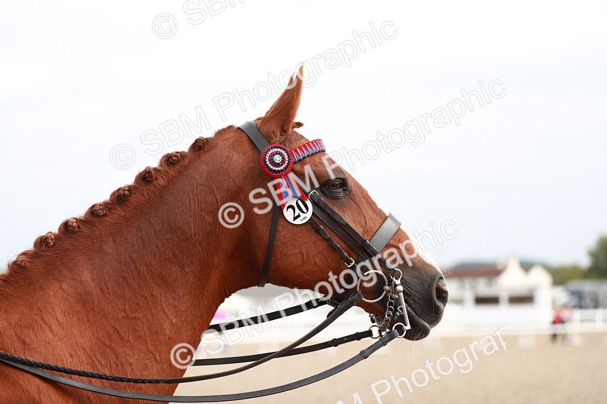 SBM_17572 - Class 215 Ridden Hack/ Riding Horse