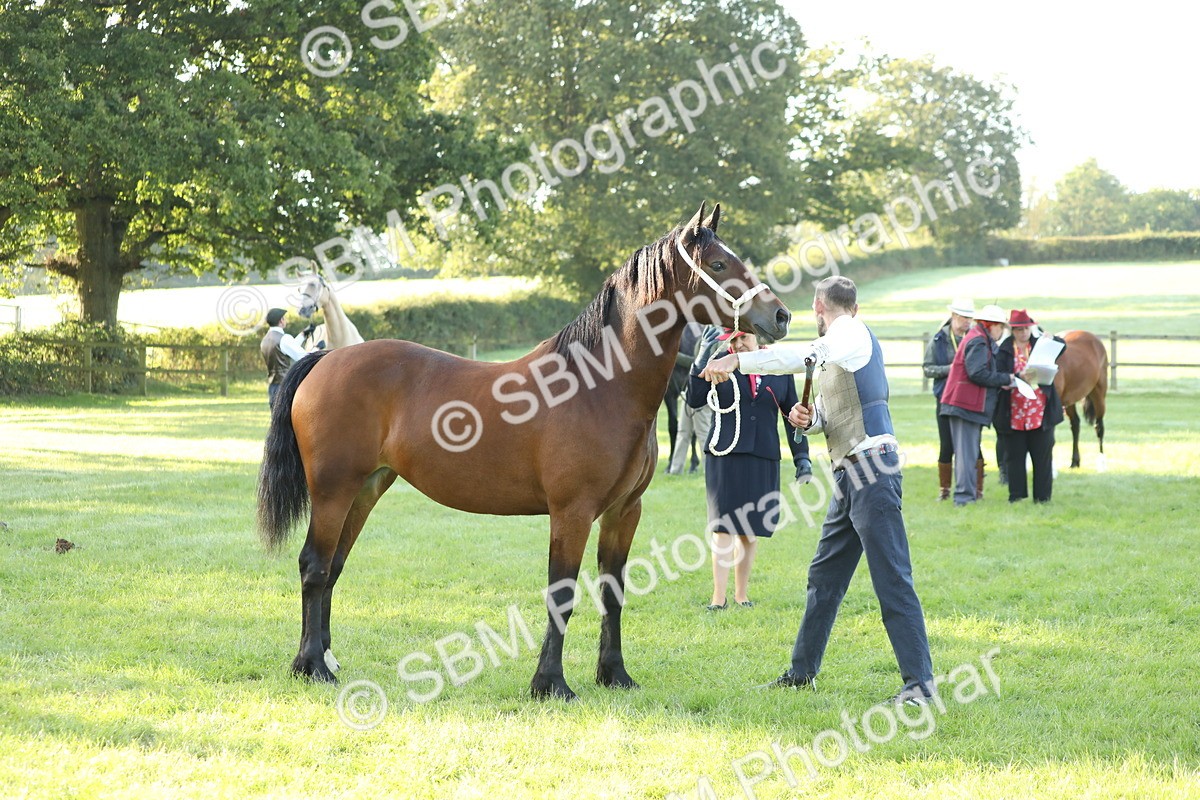 SBM_57957 - S42 - Youngstock