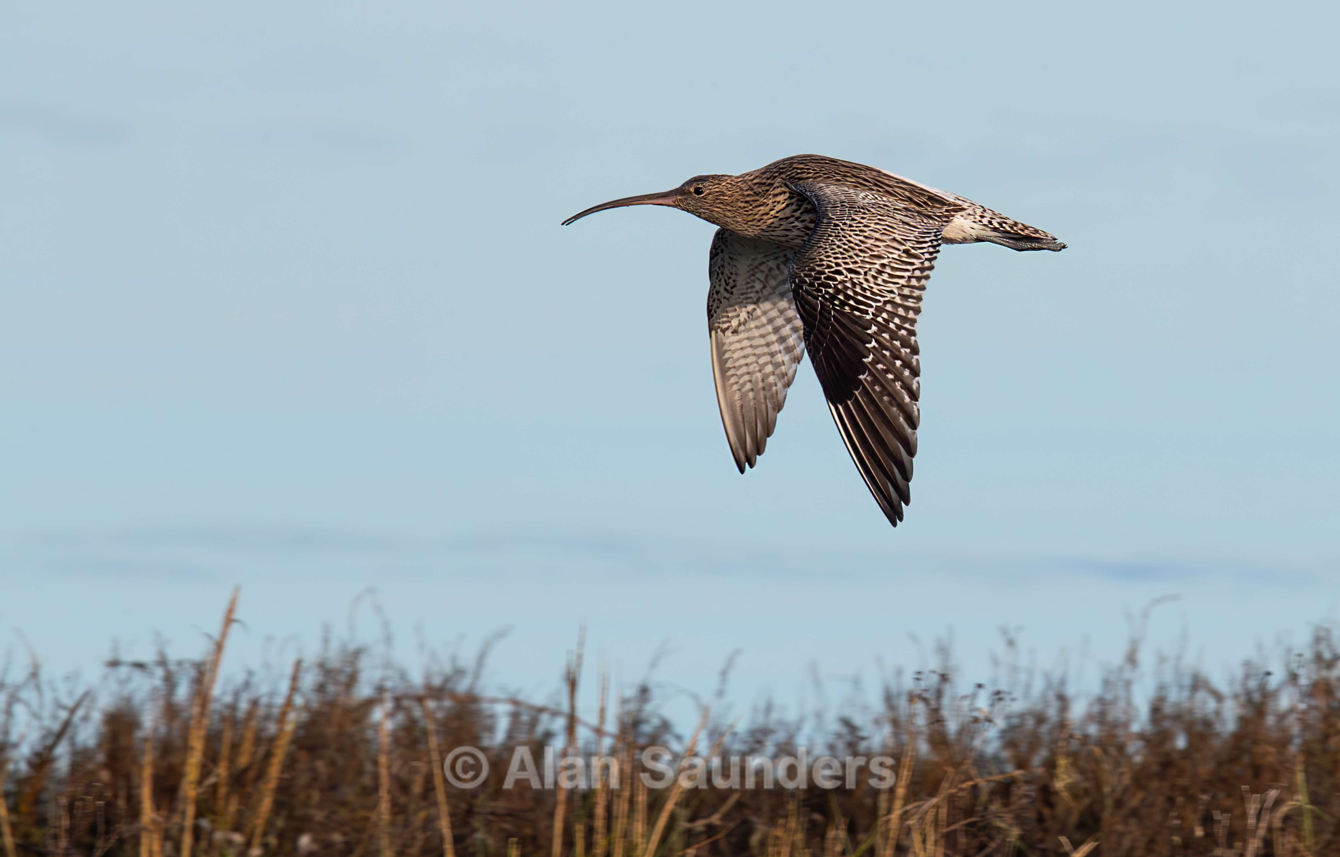 Eurasian Curlew 34