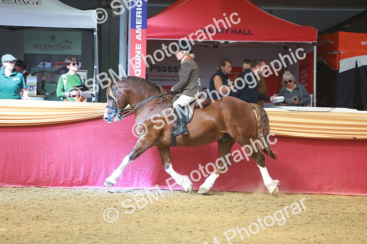 SBM_12533 - Class 103 - HOYS Veteran Qualifier - Ridden Pre Vet