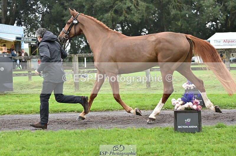 231018-124436-00488 - 059-MINNIE.MANOEUVREZ-Mark.Ford-TrotUp