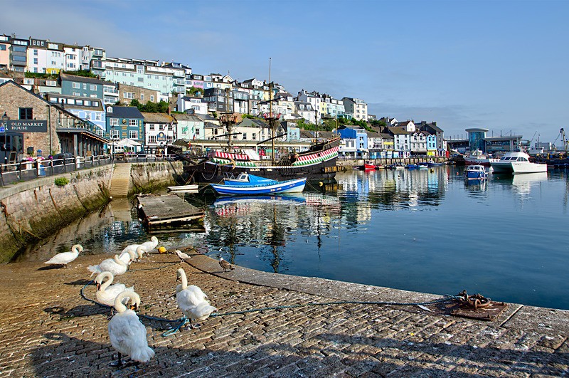 BX41 - Swans at Brixham Harbour - Greetings Cards Brixham Broadsands and Kingswear