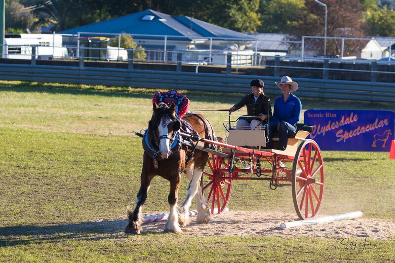 Harness Driving Challenge 16. 0A3A9715 - 2025 Senic Rim Clydesdale Spectacular