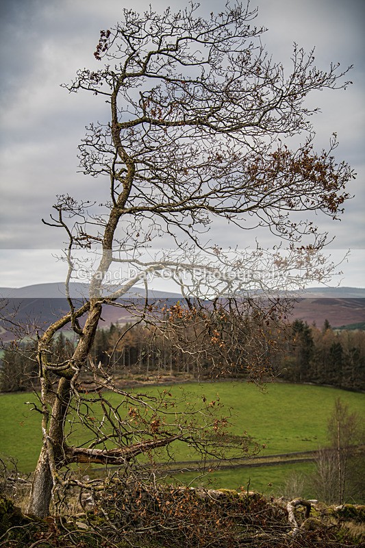 Tweed Valley-910 - High Terrain Events Tweed Valley 50 & 65K Ultra Trail Races Sunday 16th November 2025