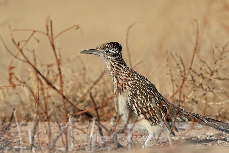 Greater Roadrunner, side view, Bosque del Apache, New Mexico - Greater Roadrunner