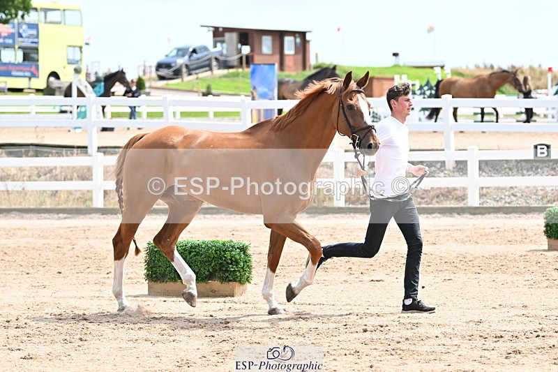 240717A-144249-02221 - Trot Up 2pm to 3pm - This folder is not in time order