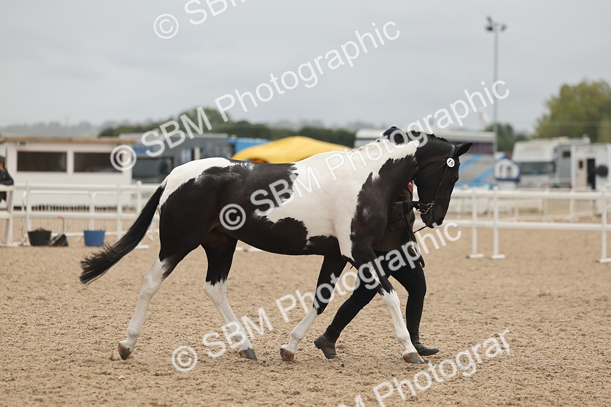SBM_19831 - Class 318 - IH Part Bred Horse-Pony