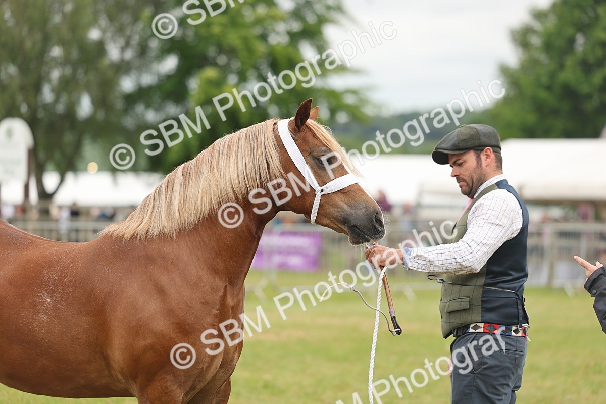 SBM_05020 - Class 50-57 - M&M Welsh Pony In Hand