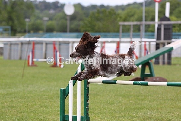 IMG_2841 - Wyre Dog Agility Club