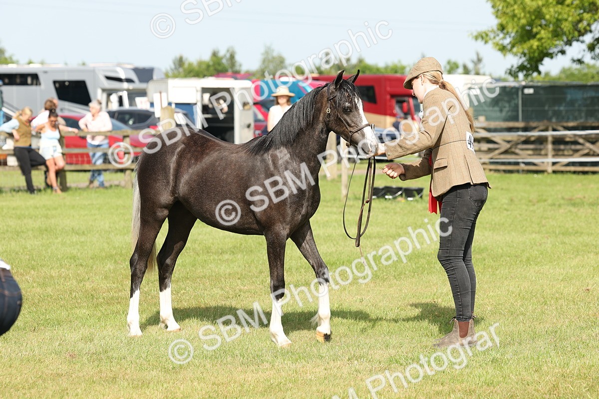 SBM_00785 - Class 6-13 - Mountatin and Moorland In Hand Welsh Breeds
