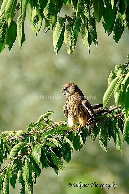  - Wildlife and Nature