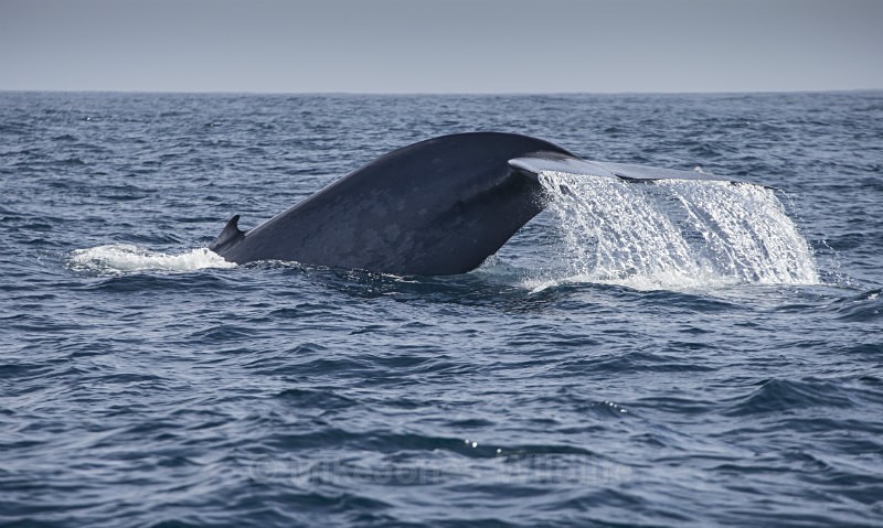 Blue Whale, Pico Island, Azores - FAVOURITES WILDLIFE GALLERY. Selected images from the wildlife collections.