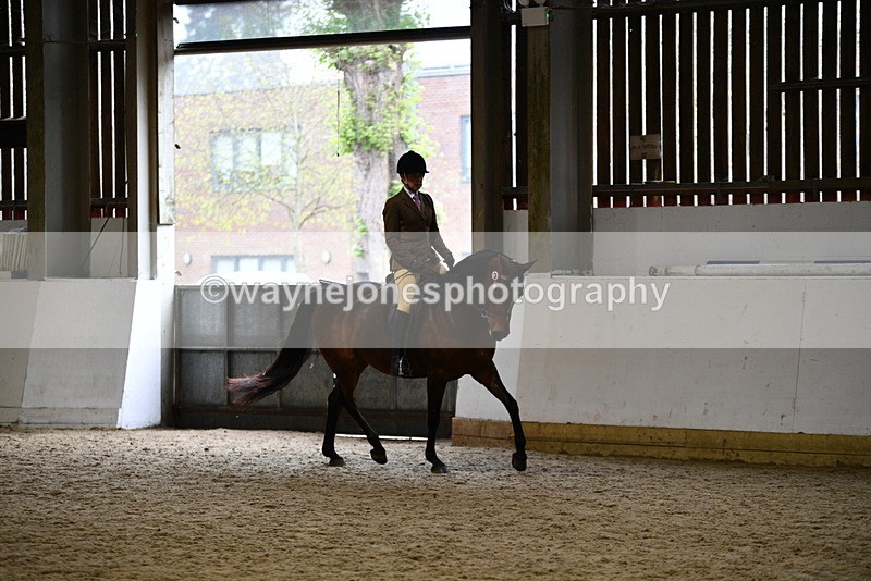 WJ5_8908 - Class 15 Ridden Show Horse