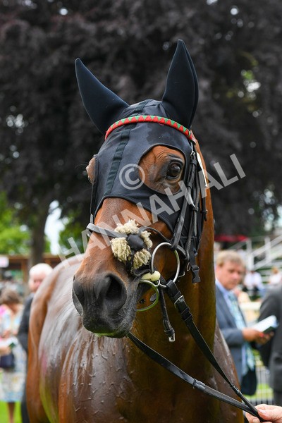 170623-Race 4-Quinault-0679 - Race 4 3.40pm Oakmere Homes Supporting Macmillan Sprint Handicap