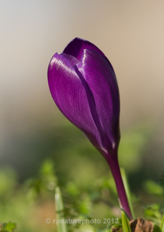Spring Crocus - RPNP0021 - Flowers