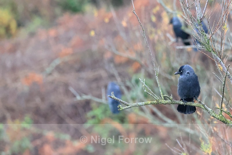 Jackdaw perched at Durlston, Dorset - Jackdaw