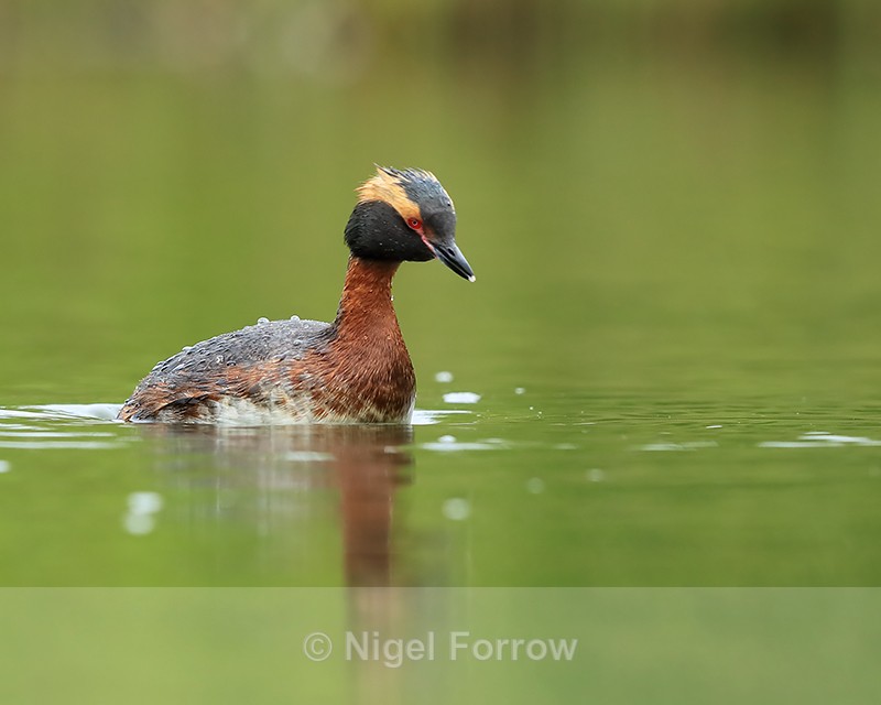 Slavonian Grebe about to dive, Iceland - Slavonian Grebe