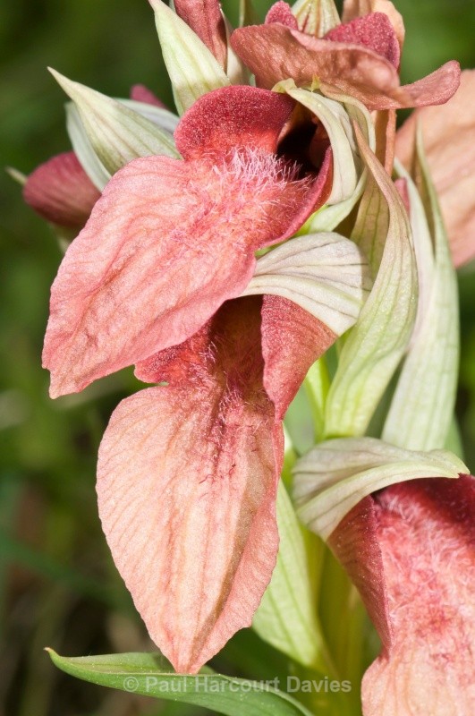 Scarce Serapias (Serapias neglecta) - Orchids - Serapias