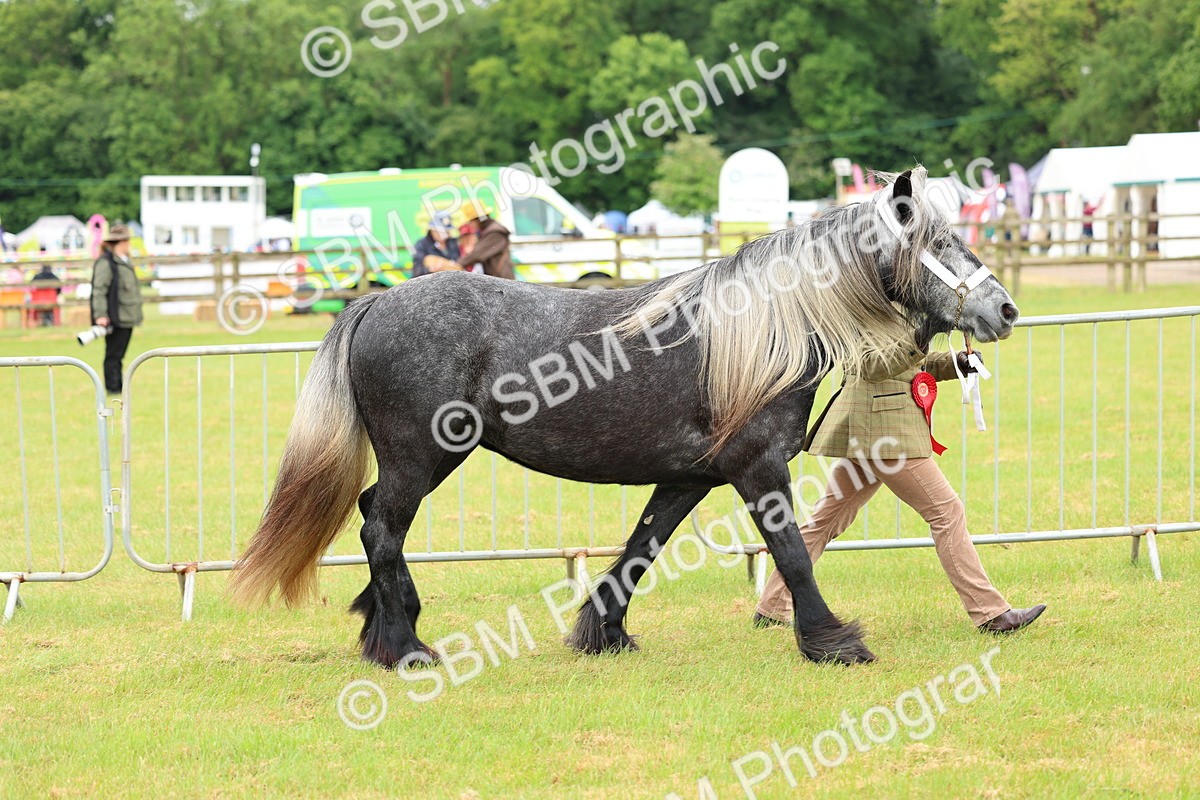 SBM_00595 - Class 58-67 - M&M Non Welsh Pony In hand