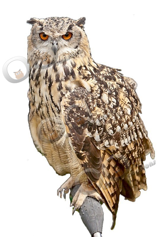 Jasmine - Our Birds