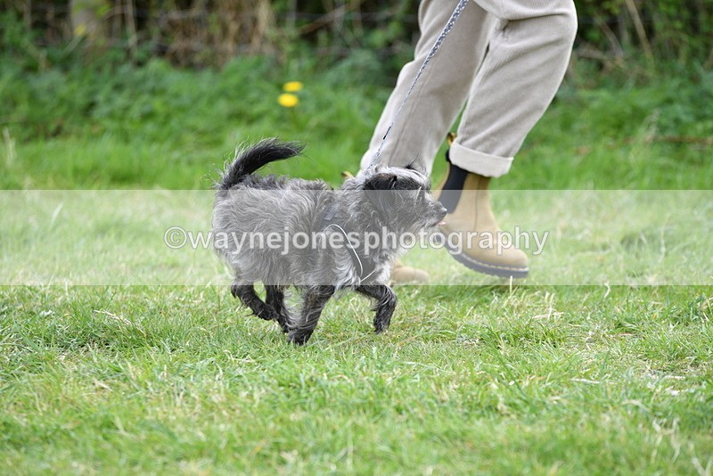 WJ5_9215 - Class 1 Best Cross Breed / Heniz 57