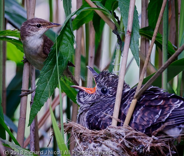 Reed Warbler (Acrocephalus scirpaceus) feeding Common Cuckoo (Cu - Cuckoo (Cuculus canorus)