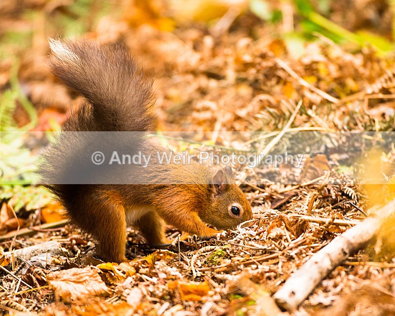 20131001-3K8A6419 - Red Squirrel